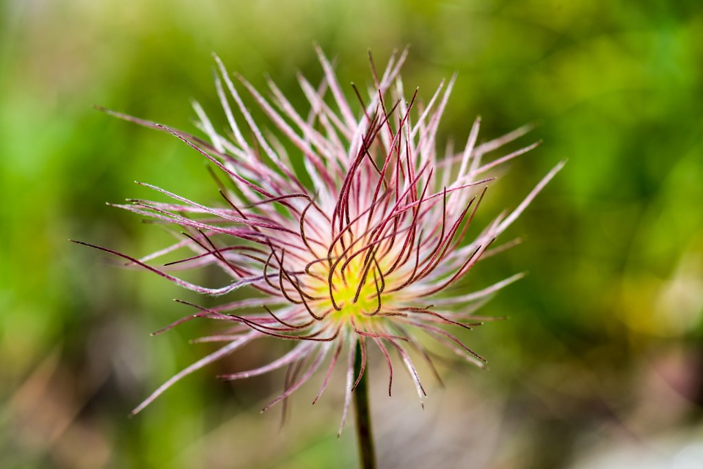 Schwefelanemone