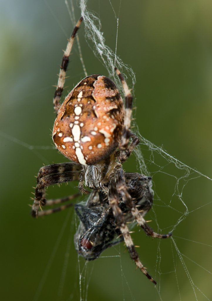 Kreuzspinne bei der Mahlzeit