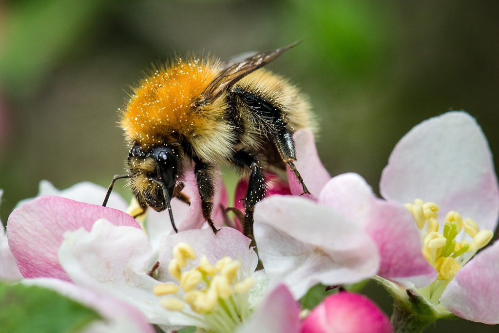 Hummel auf Apfelblüte