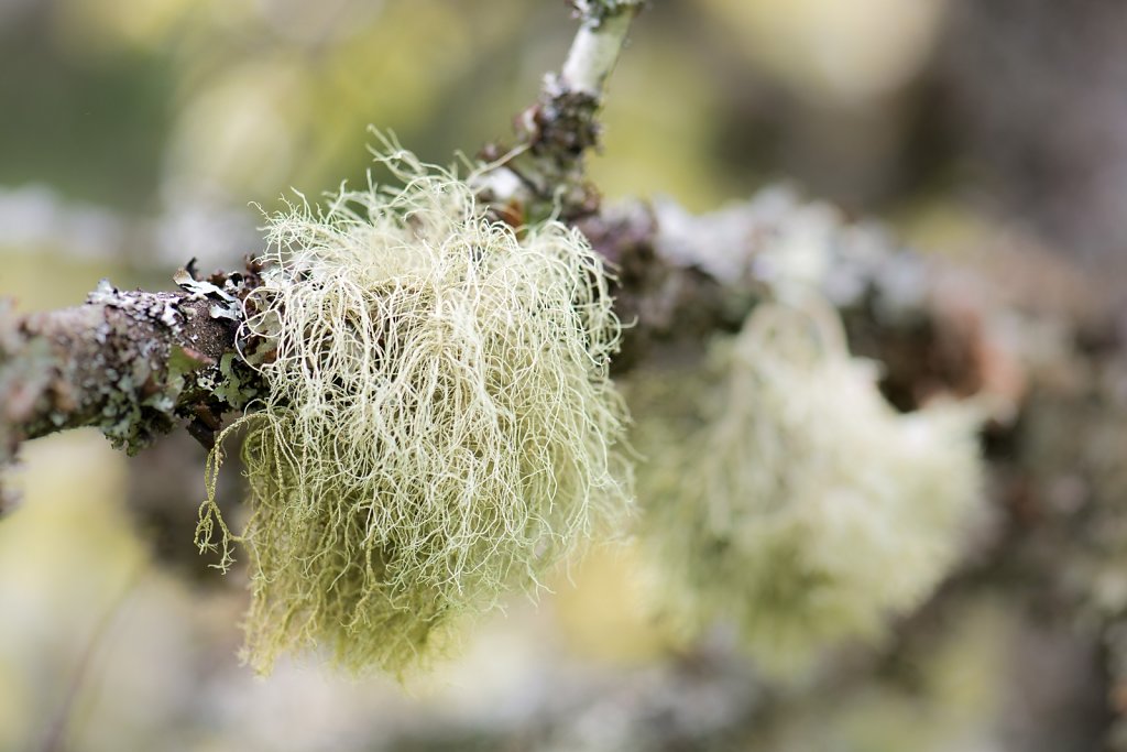 Flechte an Apfelbaum